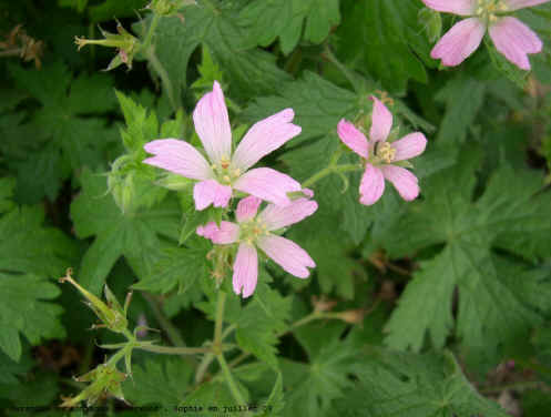 Geranium x oxonianum 'Sherwood'