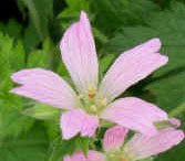 Geranium x oxonianum f. thurstonianum 'Sherwood'