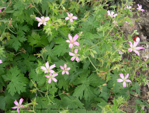 Geranium x oxonianum 'Sherwood'