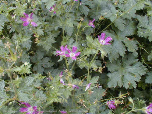 Geranium x oxionanum f. thurstonianum