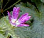 Geranium x oxonianum f. thurstonianum
