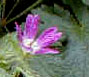 Gernaium x oxonianum f. thurstonianum