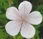 Geranium clarkei 'Kashmir White'