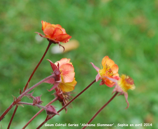 Geum 'Alabama Slammers'