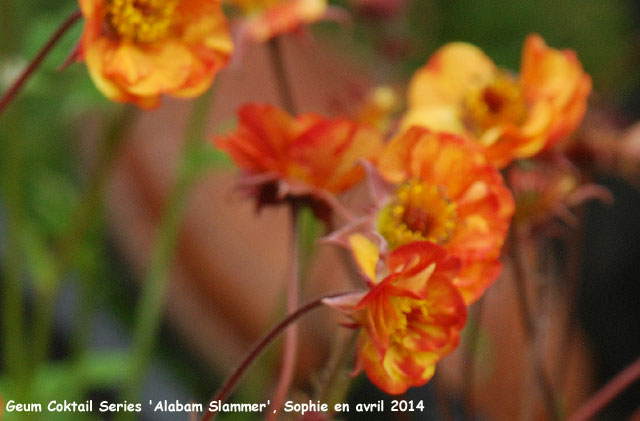 Geum 'Alabama Slammers'