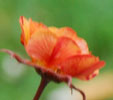 Geum 'Alabama Slammer'