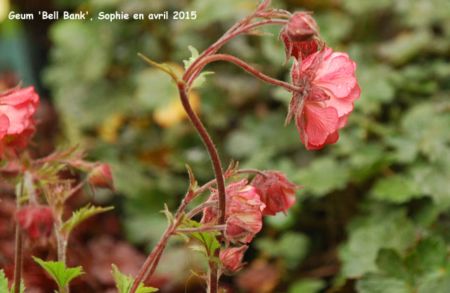 Geum 'Bell Bank'