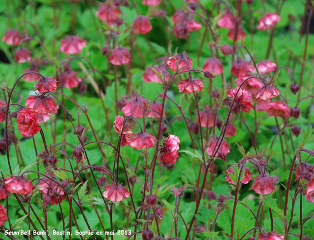 Geum 'Bell Bank'