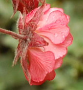 Geum 'Bell Bank'