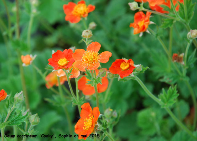 Geum coccineum 'Cooky'