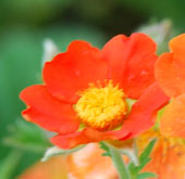 Geum coccineum 'Cooky'