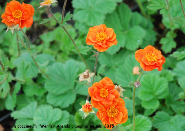 Geum coccineum 'Werner Arends'