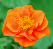 Geum coccineum 'Werner Arends'