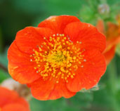 Geum coccineum