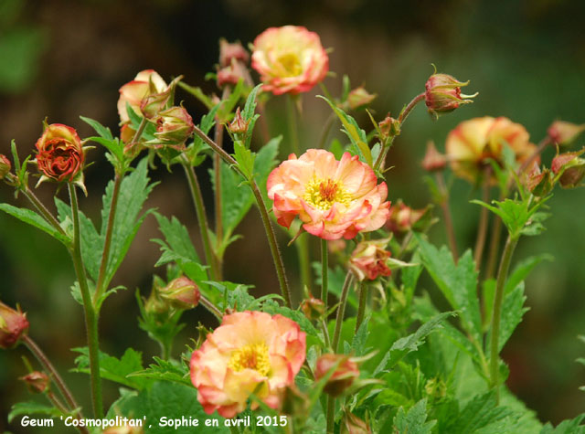 Geum 'Cosmopolitan'