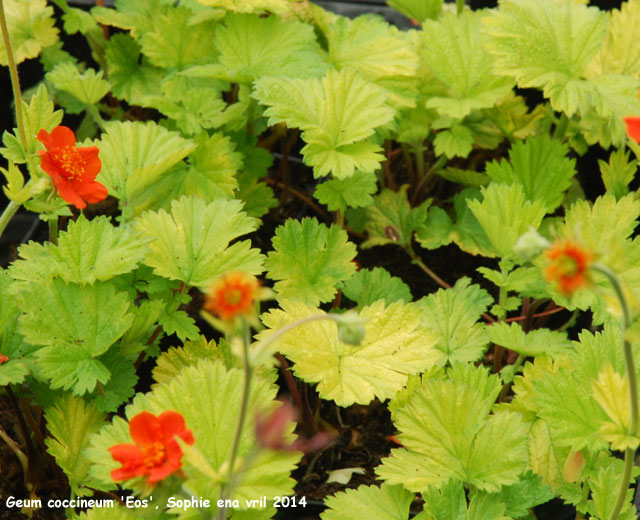 Geum coccineum 'Eos'