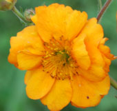 Geum 'Fireball'