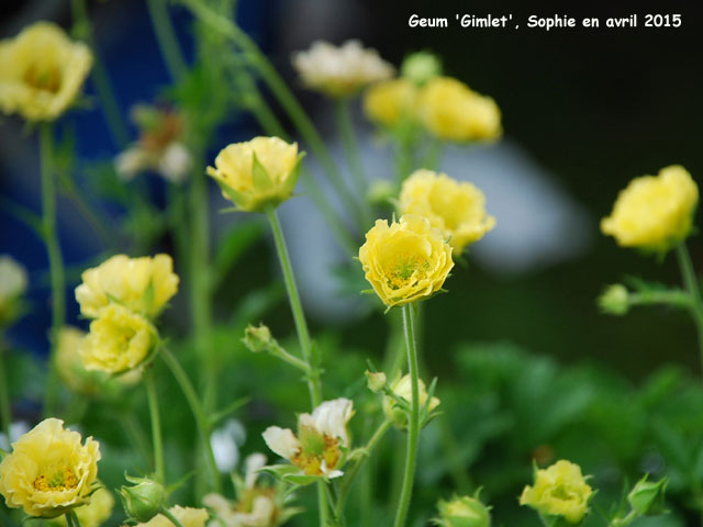 Geum 'Gimlet'