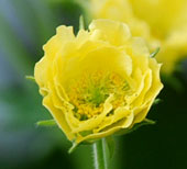 Geum 'Gimlet'