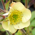 Geum 'Lionel Cox'