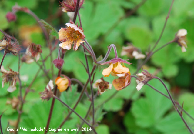 Geum 'Marmalade'