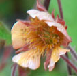 Geum 'Marmalade'