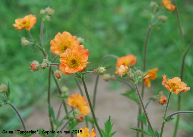 Geum 'Tangerine'