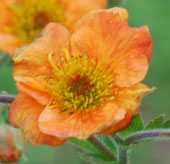 Geum 'Tangerine'