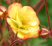 Geum 'Tequila Sunrise'