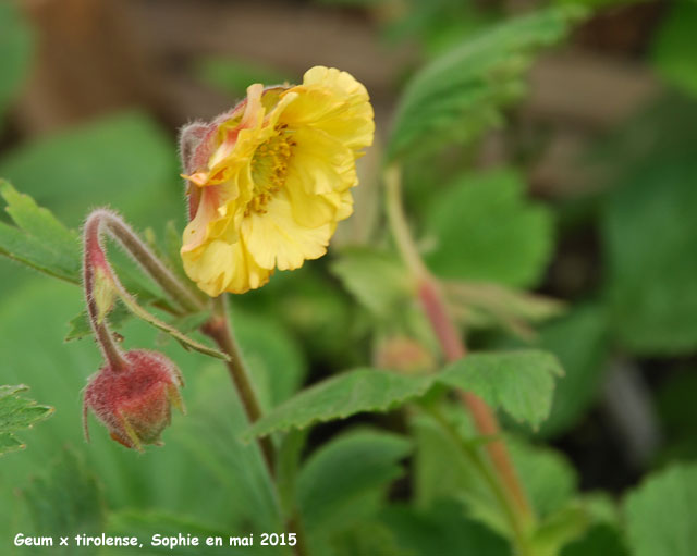 Geum x tirolense