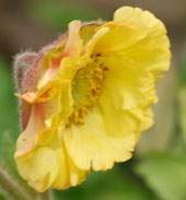 Geum x tirolense