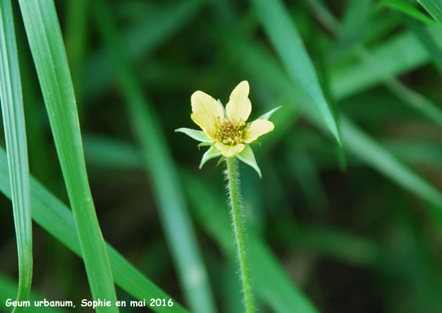 Geum urbanum