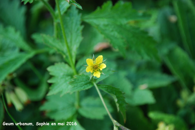 Geum urbanum