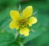 Geum urbanum