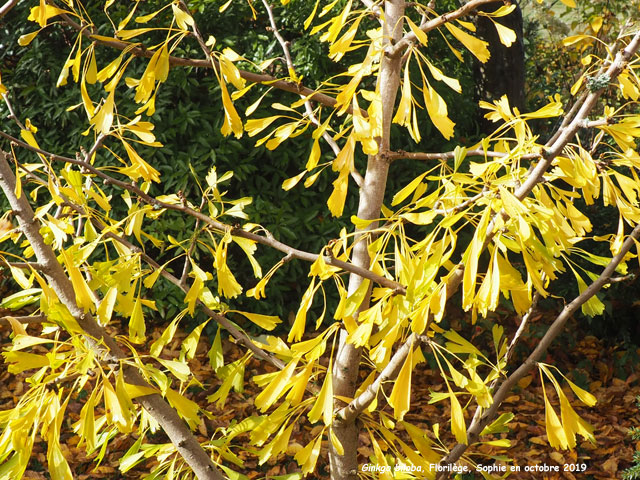 Gingkgo biloba 'Saratoga'
