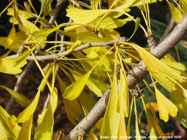Gingkgo biloba 'Saratoga'
