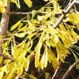 Ginkgo biloba 'Saratoga'