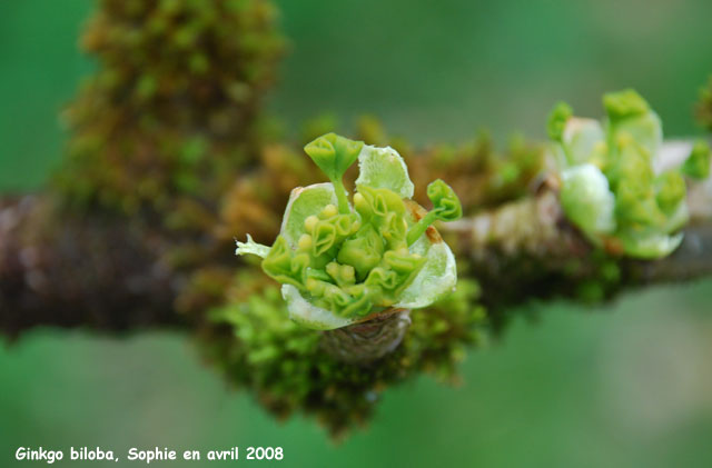 Ginkgo biloba