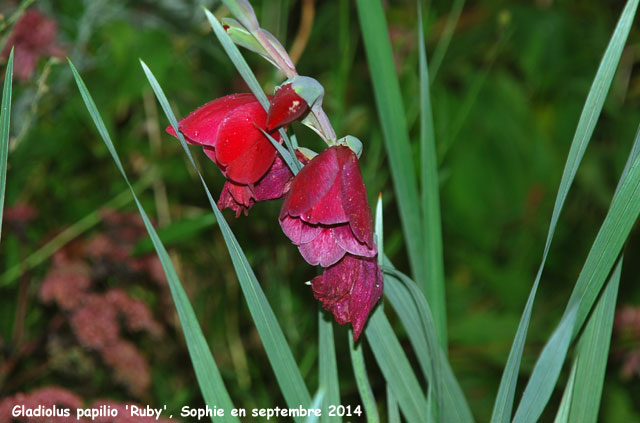 Gladiolus papilio 'Ruby'