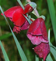 Gladiolus papilio 'Ruby'