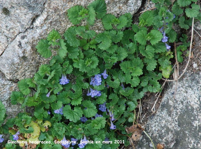 Glechoma hederacea