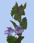 Glechoma hederacea