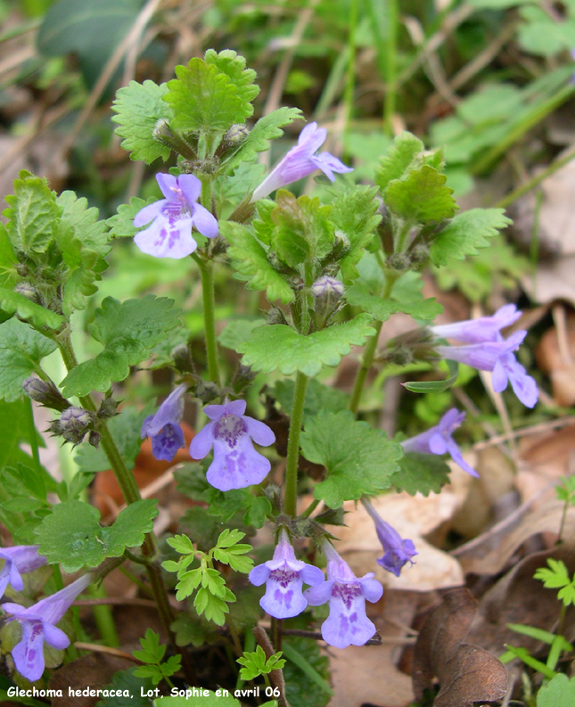 Glechoma hederacea