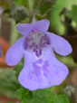 Glechoma hederacea