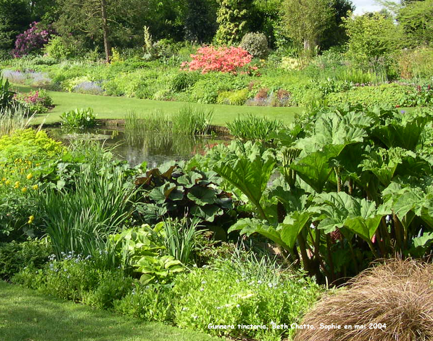Gunnera_tinctoria