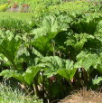 Gunnera tinctoria