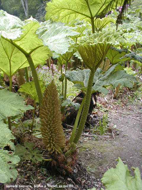 Gunnera manicata