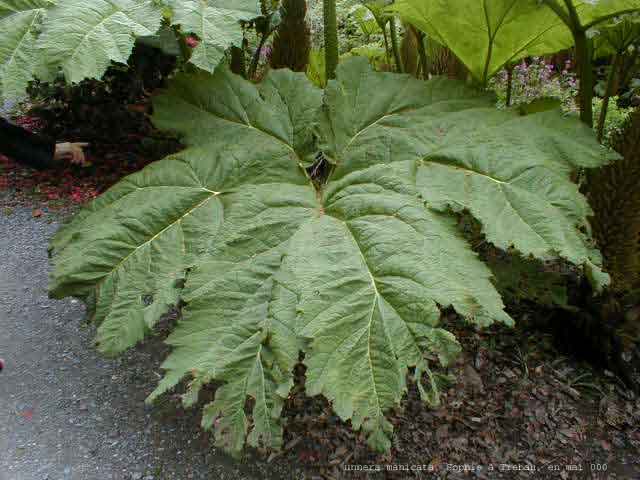 Gunnera manicata