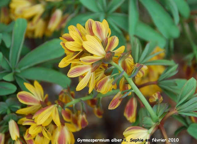 Gymnopsermium albertii