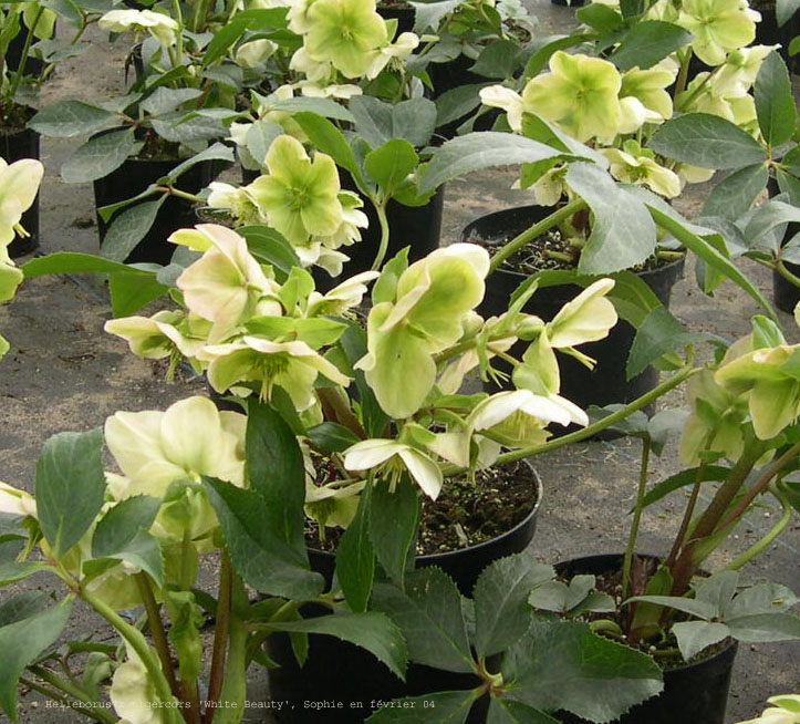 Helleborus x nigercors